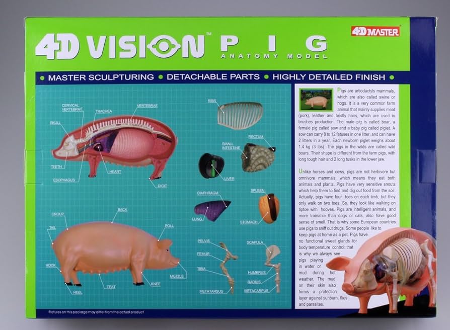 立体パズル 4D VISION 動物解剖 No.01 豚解剖モデル Amazon.co.jp: スカイネット 立体パズル 4D VISION 動物解剖 No